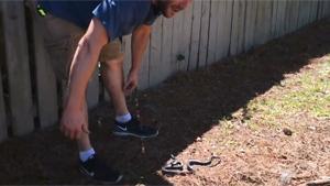 Catching A Black Racer Snake