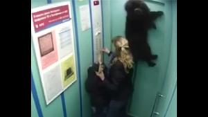 Dog Trapped In Lift Doors