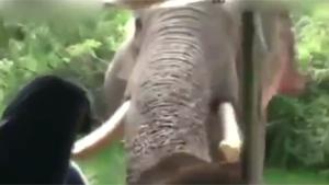 Close Encounter With Elephant