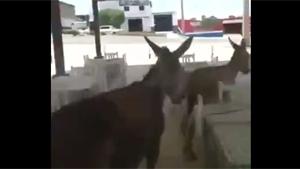 Horny Donkey Couple Raids Restaurant