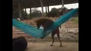 Dog Chilling In A Hammock