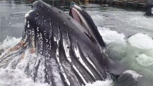 Whale In Alaskan Harbour