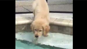 Puppy Goes Head First In Pool