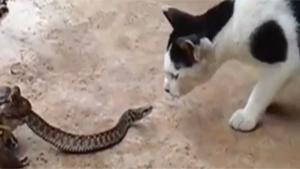 Cat Checks Out Weird Toad