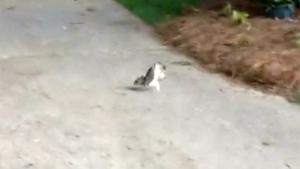 Squirrel Walking On His Hands