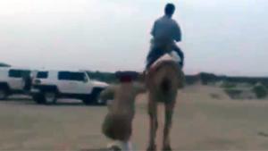 Camel Kicks Man