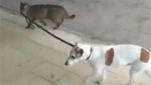 Cat Walks The Dog