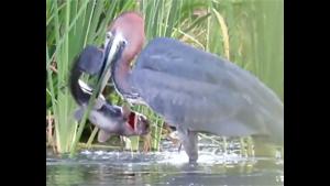 Hungry Heron Swallows Massive Catfish