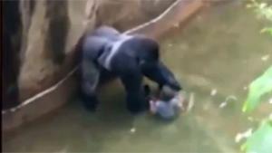 Gorilla Shot After Kid Falls In Pit