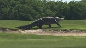 Massive Gator Walks On Golf Course