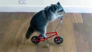 Raccoon Riding A Bike