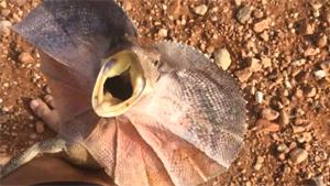 Frilled Neck Lizard Attacks Man