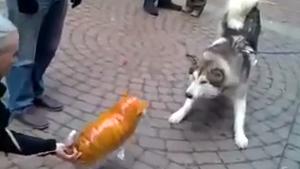 Wolf Meets Balloon Dog