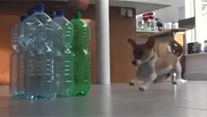 Puppy Bowling