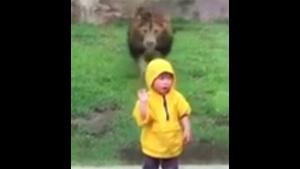 Lion Fancies A Snack