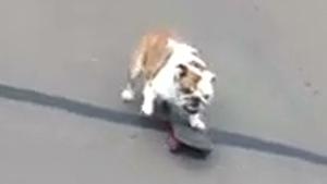 Bulldog On Skateboard