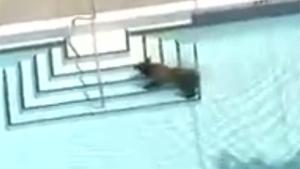 Bear Chilling In The Pool
