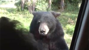 Bear Opens Car Door