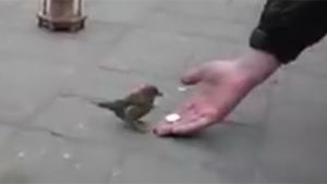 Bird Begging For Money