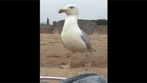 Seagull Steals iPhone