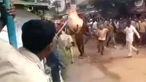 Bull Jumps Over Man