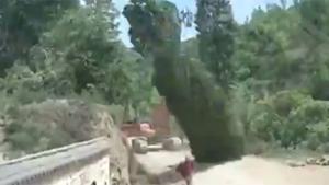 Tree Takes Revenge