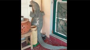 Giant Lizard Makes A House Call