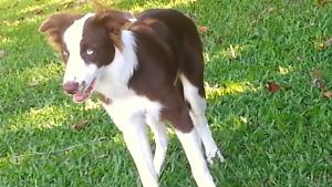 Dog High On Mushrooms