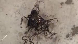 Parasites Crawl From Crushed Cricket