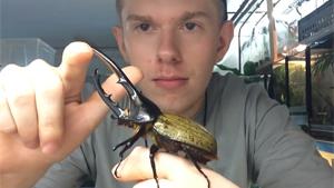 Largest Beetle In The World