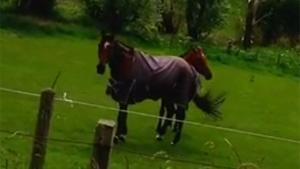 Headbanging Horses