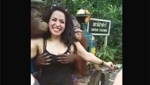 Groping Orangutan