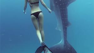 Swimming With A Whale Shark