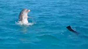 Dolphin Playing With Dog