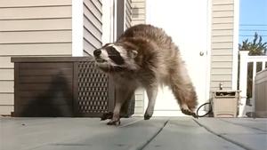 Raccoon Takes Revenge