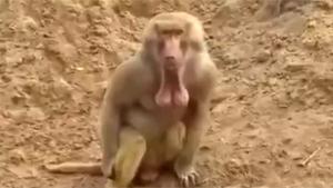 Monkey With Huge Ballsack