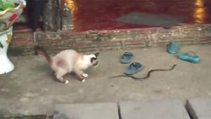 Cat Plays With Snake In Thailand