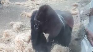 Gorilla Attacks In Zoo