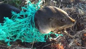 Baby Seal Rescued From Fishing Net