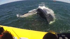 Curious Whale Makes Kids Shit Their Pants