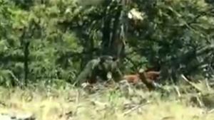 Grizzly Bear Fancies Steak For Lunch