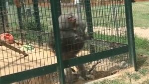 Baboon Throwing Shit