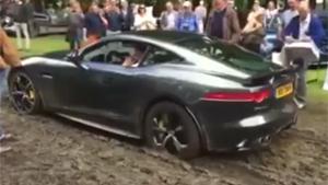 Jaguar Stuck In The Mud