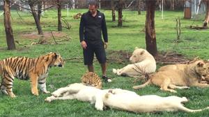 Tiger Saves Keeper From Panther Attack