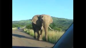 Elephant Comes A Bit Too Close