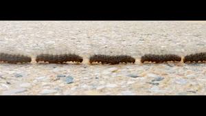 Caterpillar Train