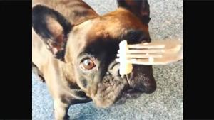 French Bulldog Smells Fermented Herring