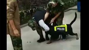 Police Dog Attacks Trainer