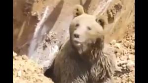 Bear Rescued From Collapsed Cave