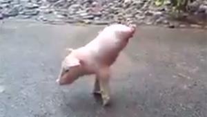 Piggie With No Hind Legs
